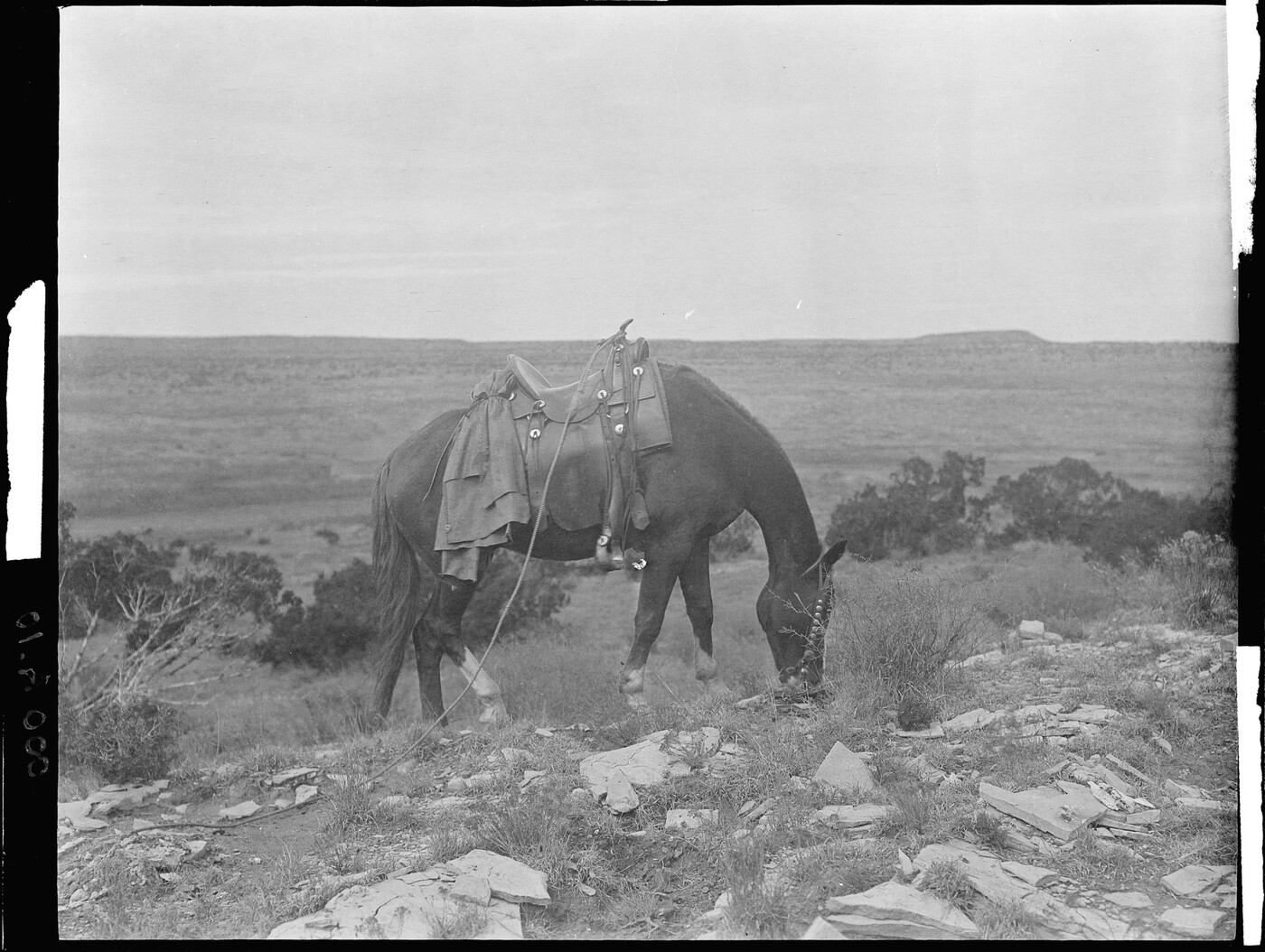 The horse of Edwin Sanders, cousin to the photographer, Erwin Smith