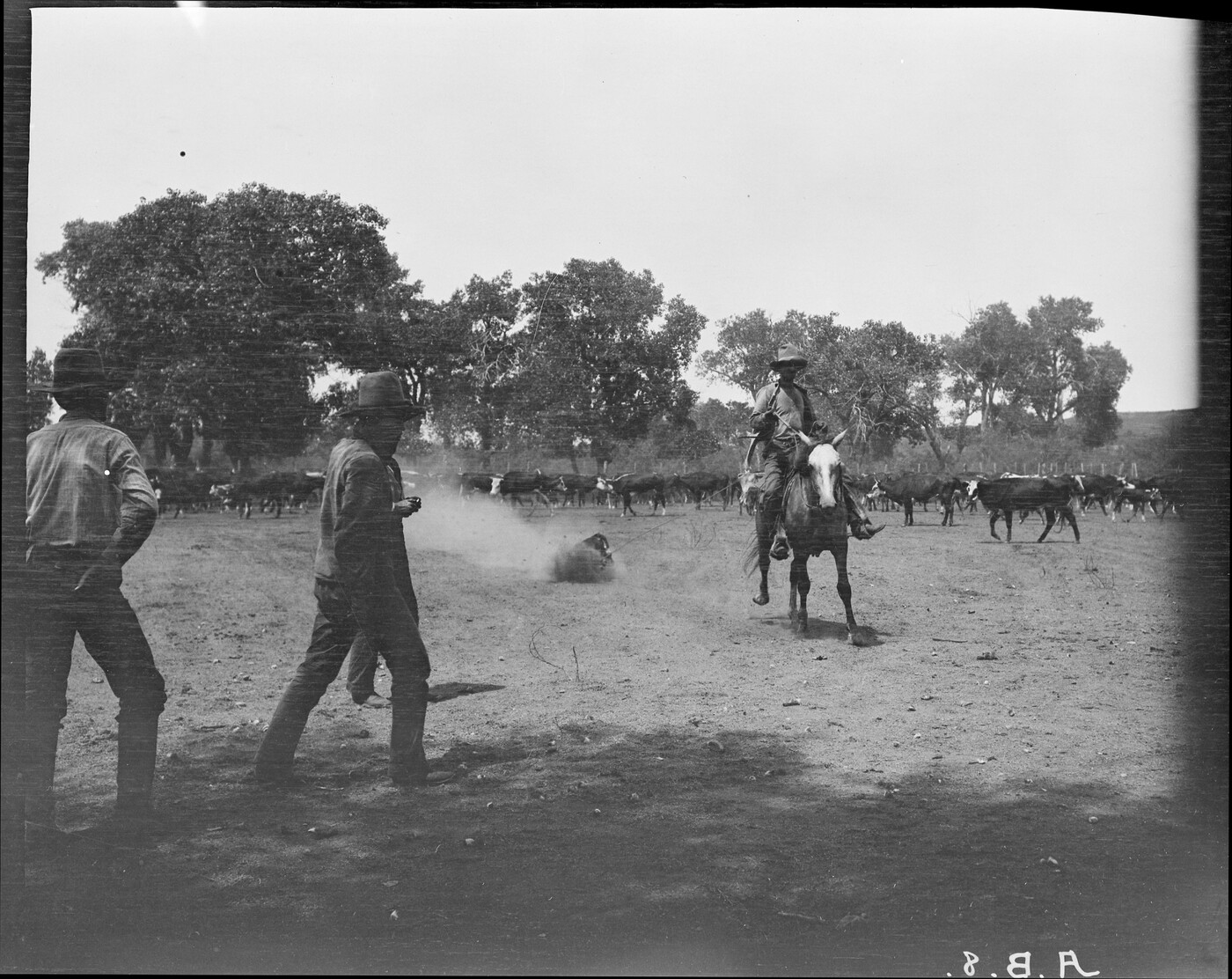 JA cowpuncher pulling a calf from the herd for branding. JA Ranch ...
