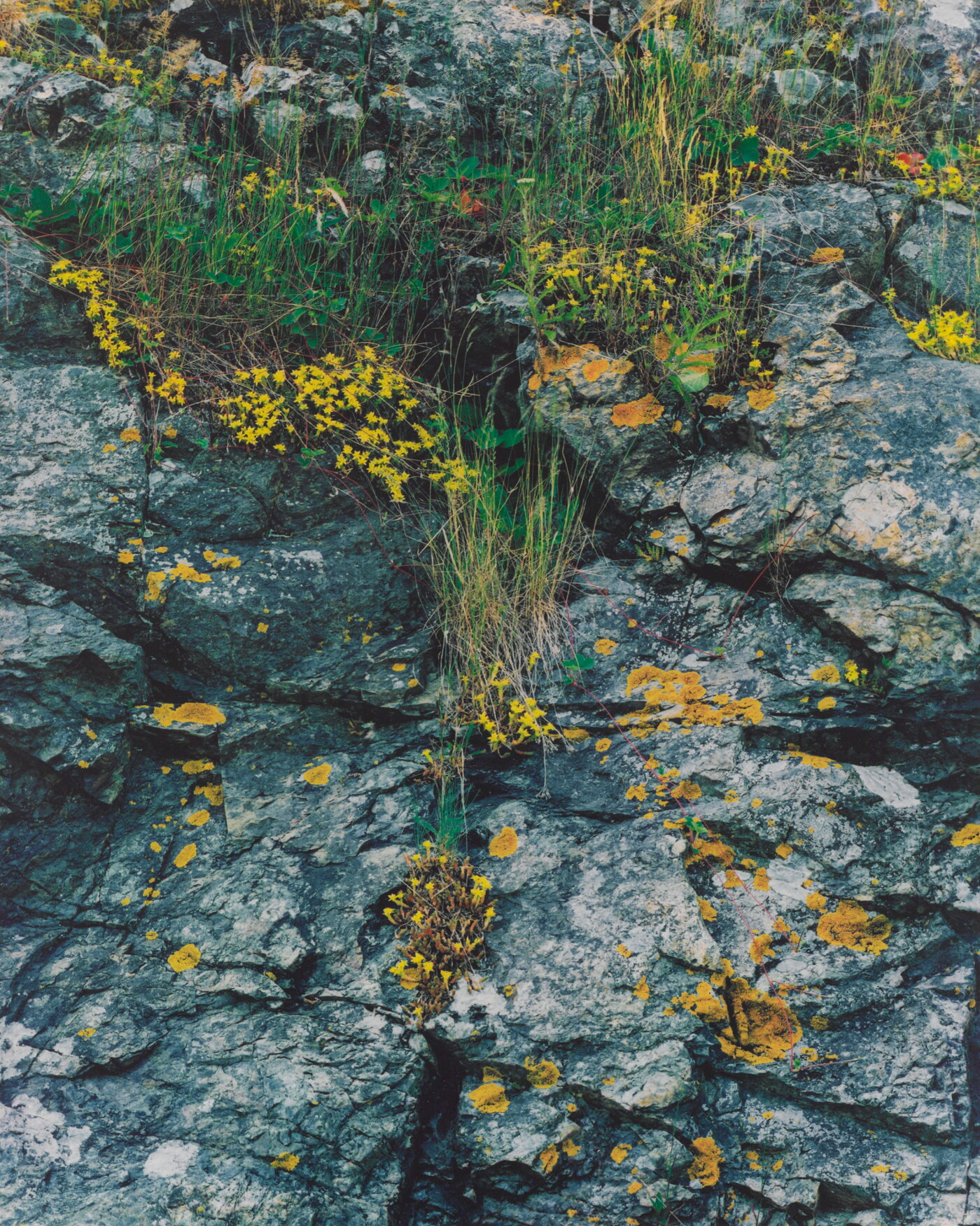 Sedum and Lichen, Great Spruce Head Island, Maine, July 7, 1982 | Amon ...