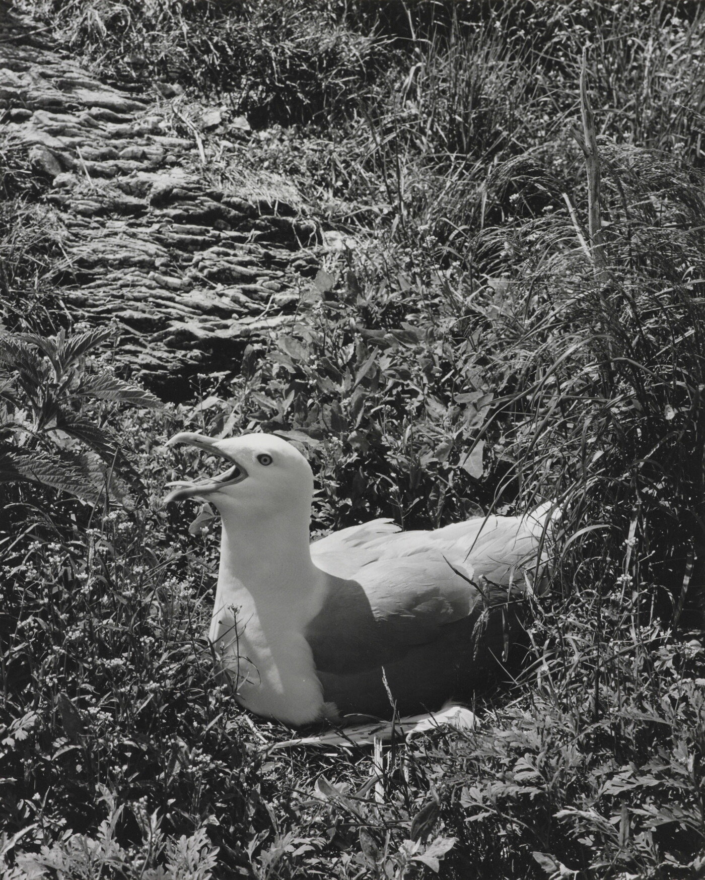 Herring Gull, Maine, June 21, 1939 Amon Carter Museum of American Art