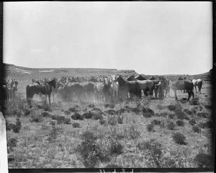 [Tent cabins, Glacier National Park] Amon Carter Museum of American Art