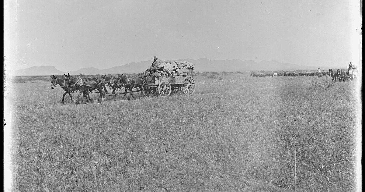 The chuck wagon of the OR outfit moving, followed by the hoodlum wagon
