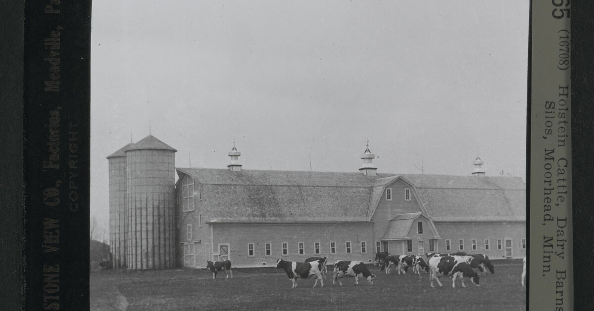 Holstein Cattle, Dairy Barns and Silos, Moorhead, Minn. Amon Carter